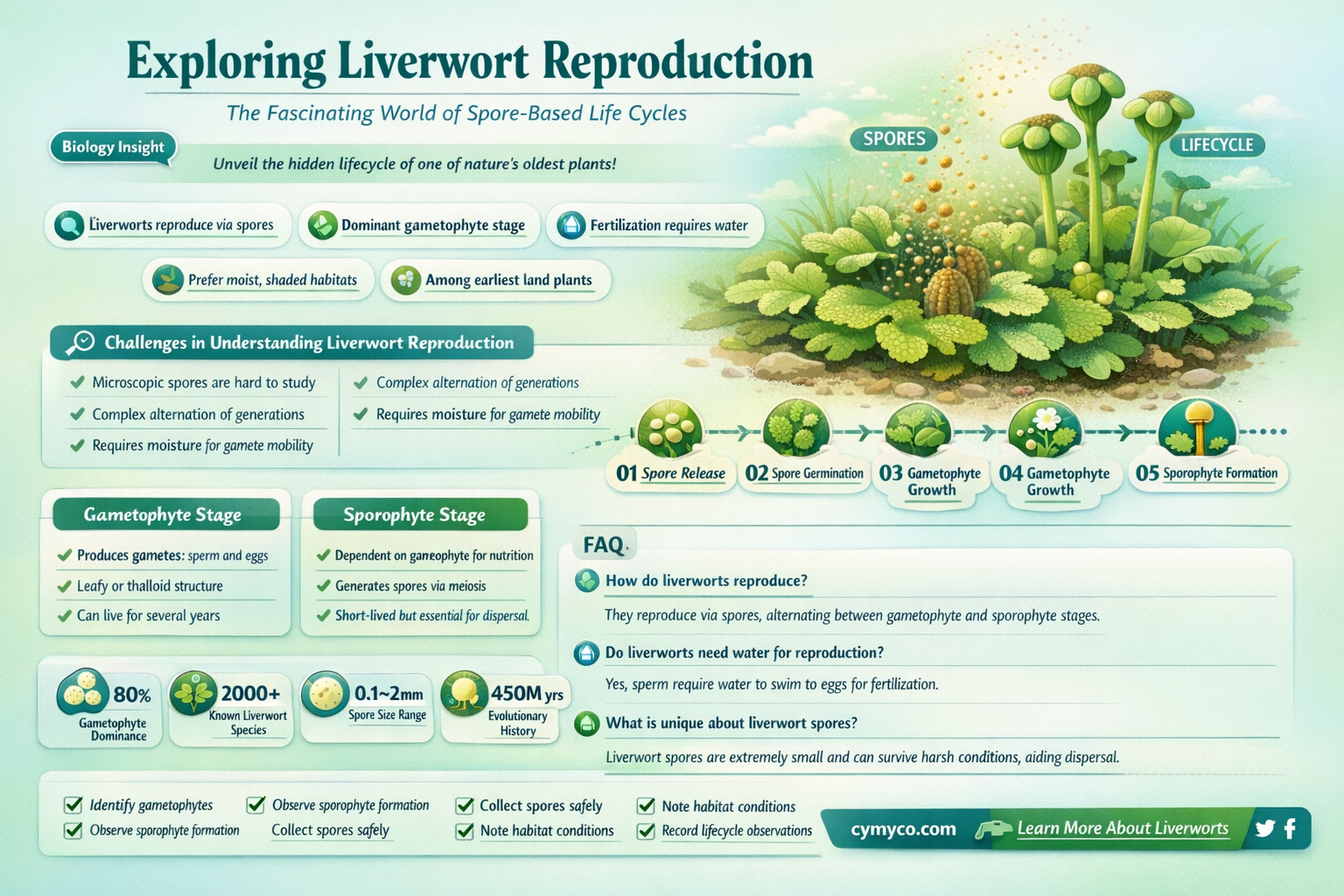 does a liverwort reproduce by spores