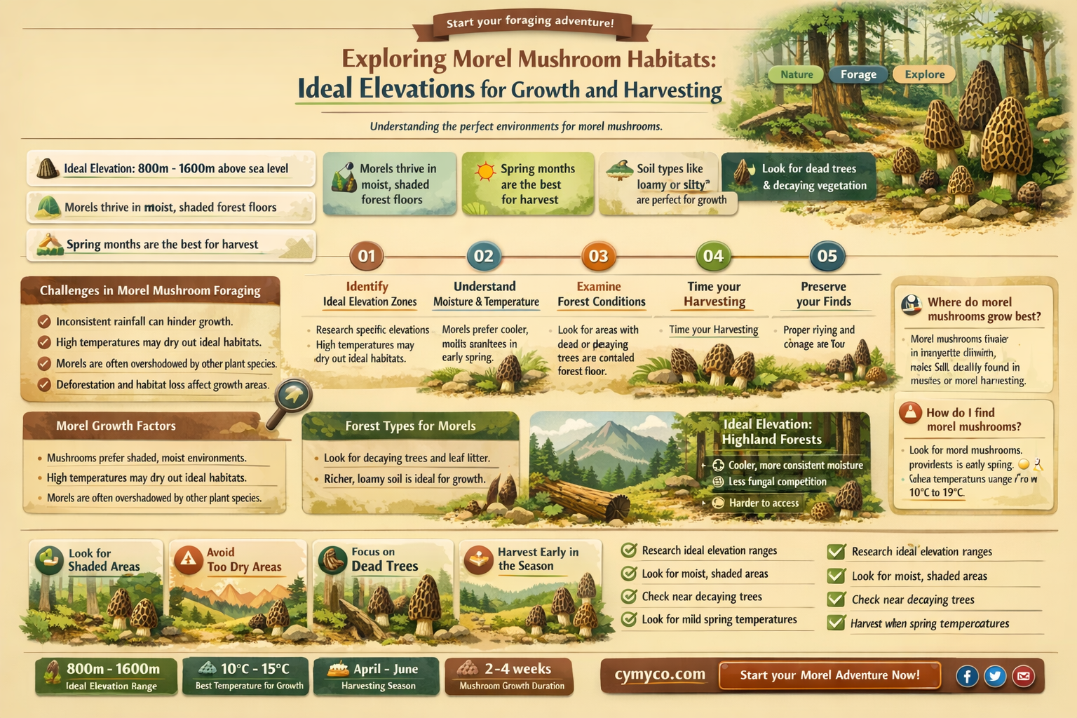what elevation do morels grow