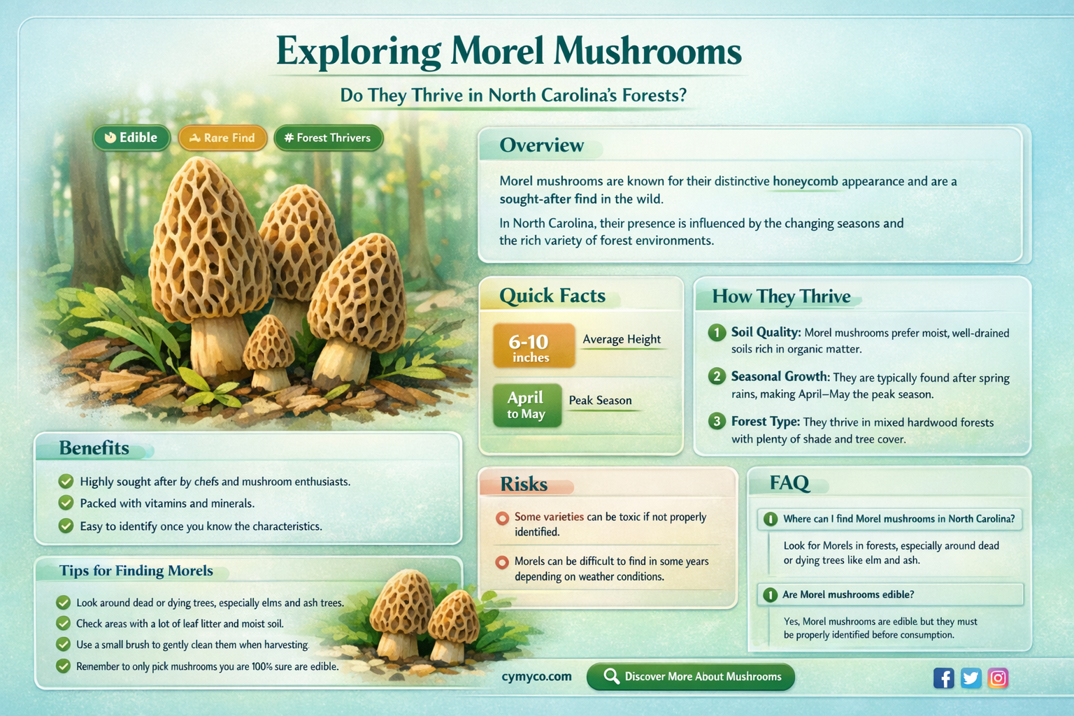 do morel mushrooms grow in north carolina