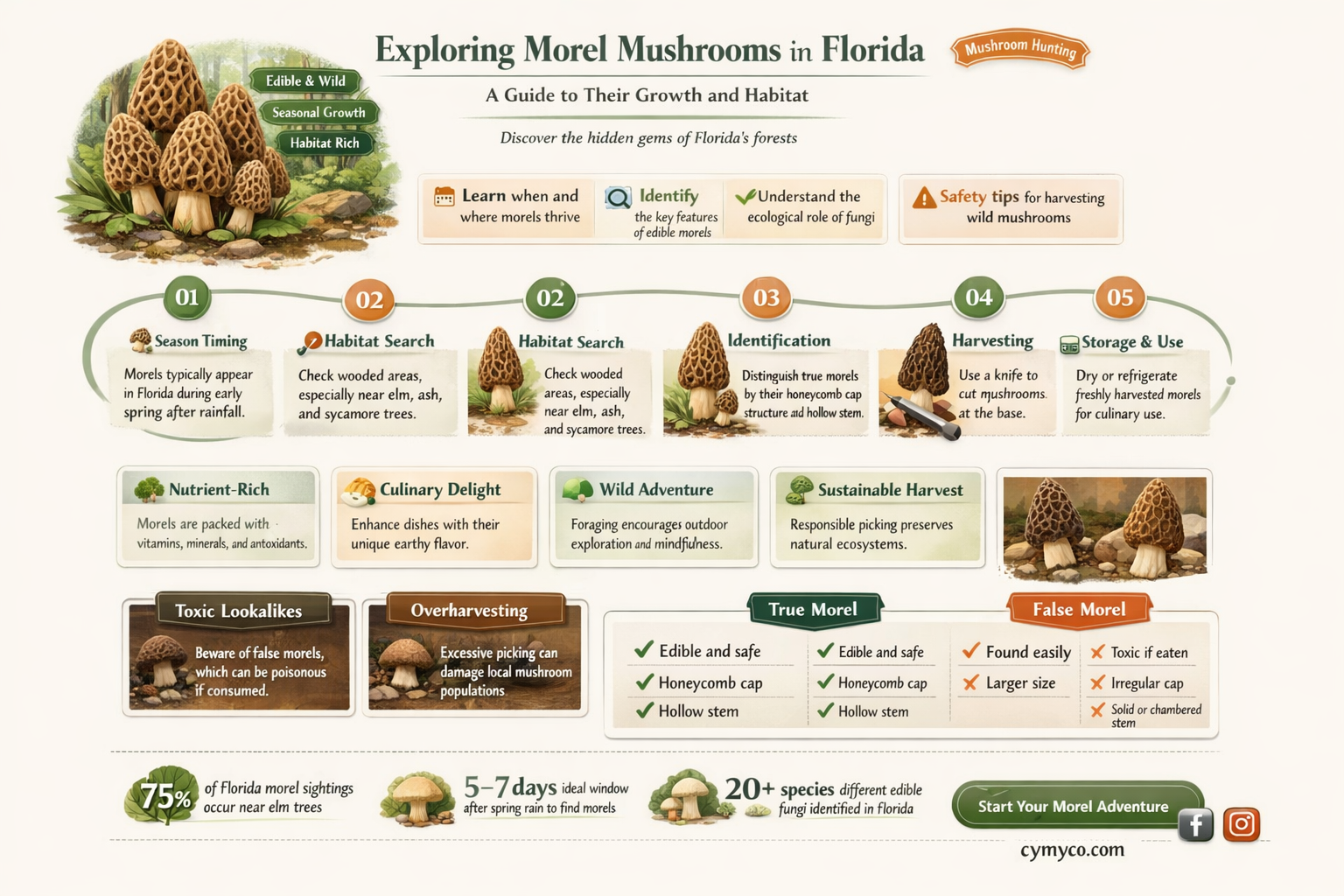 do morels grow in florida