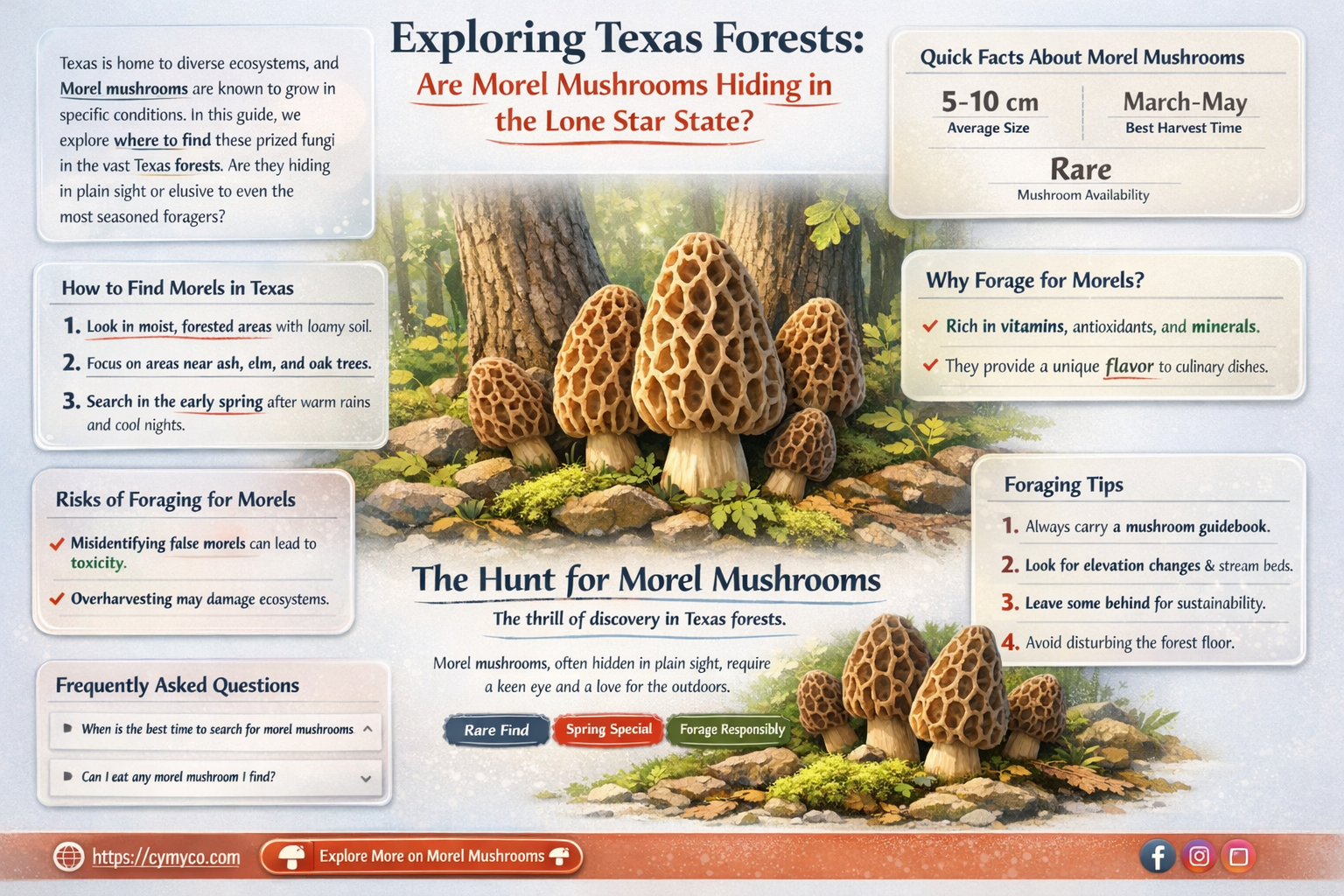 are there morel mushrooms in texas