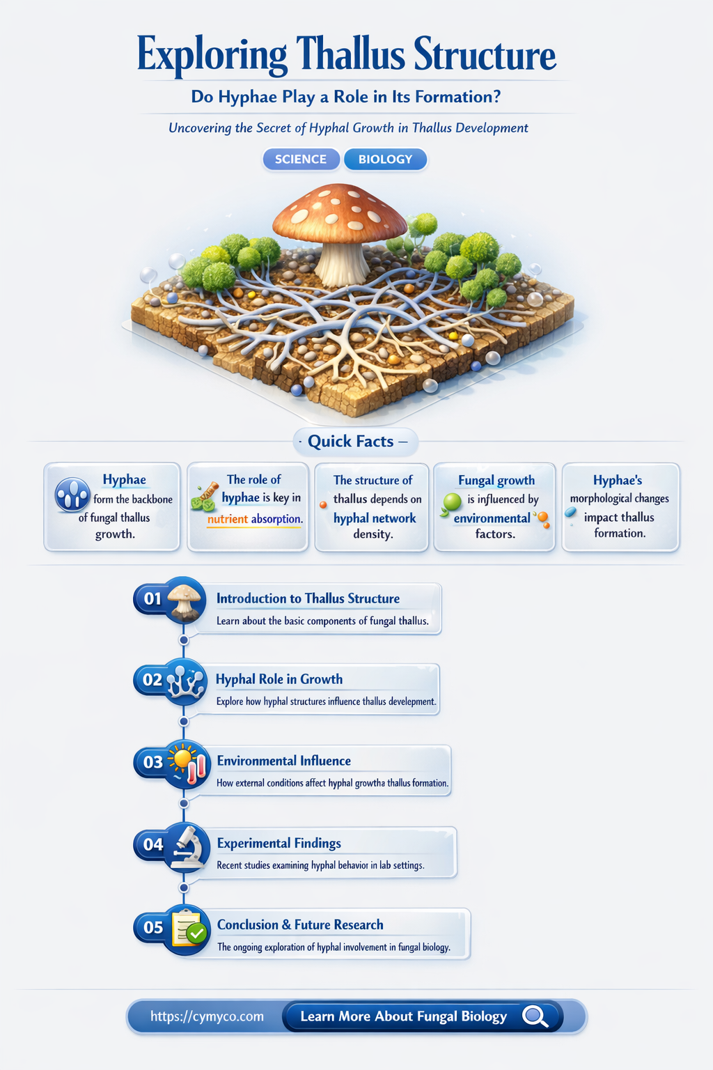 are there hyphae in thallus