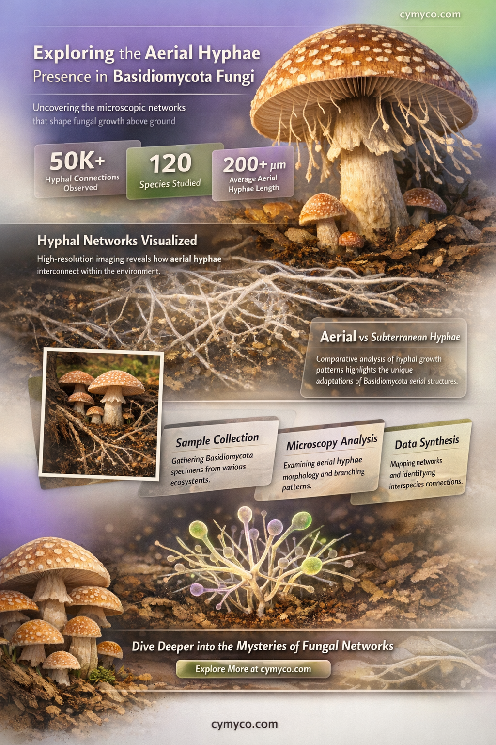 does basidiomycota have aerial hyphae