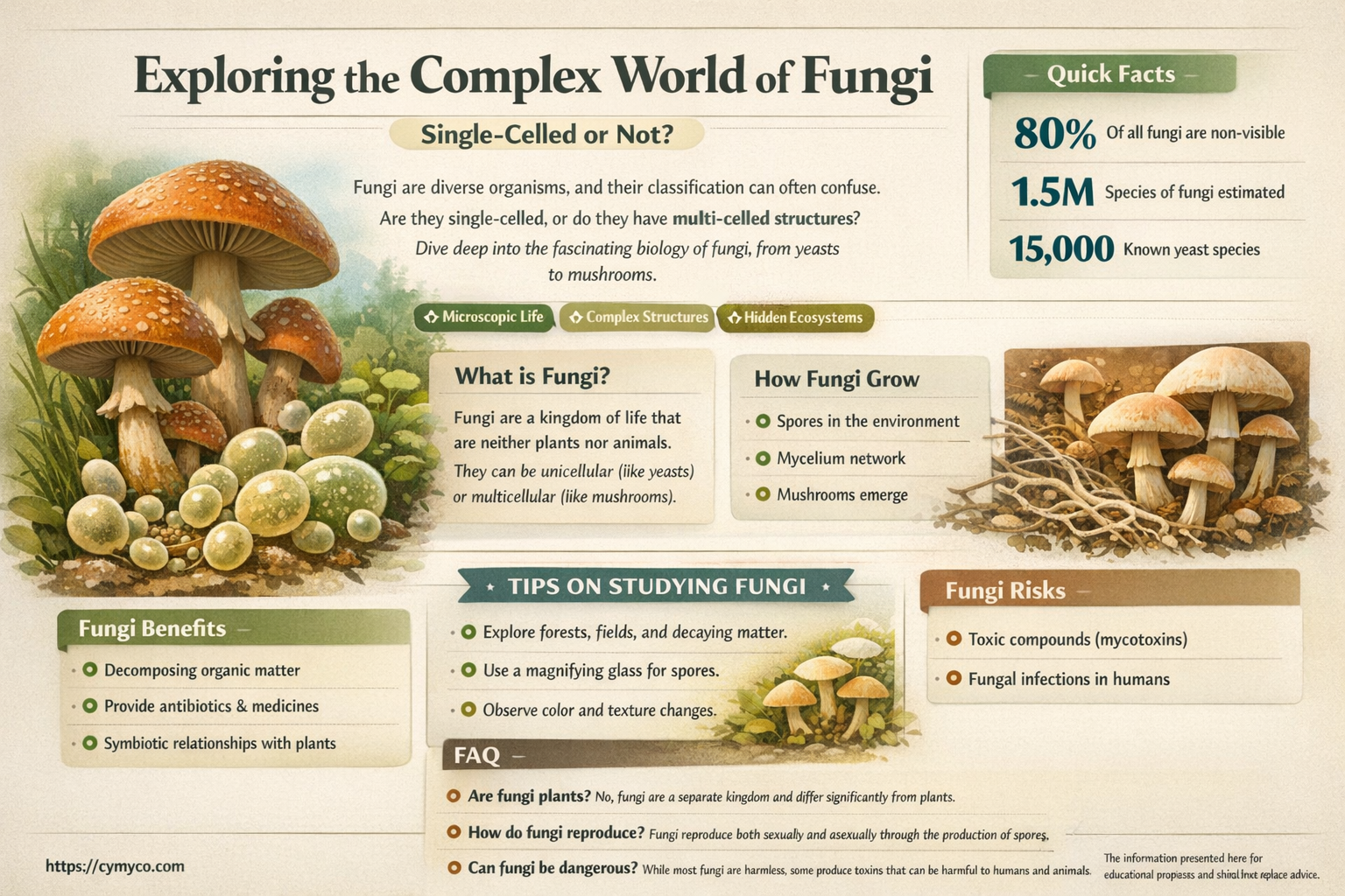 is fungi a single celled organism
