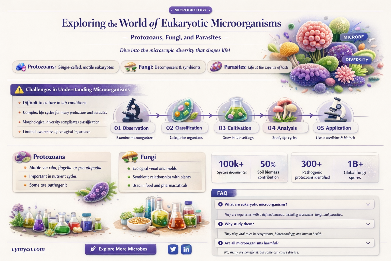 which classification of microorganisms contains protozoans fungi and parasites