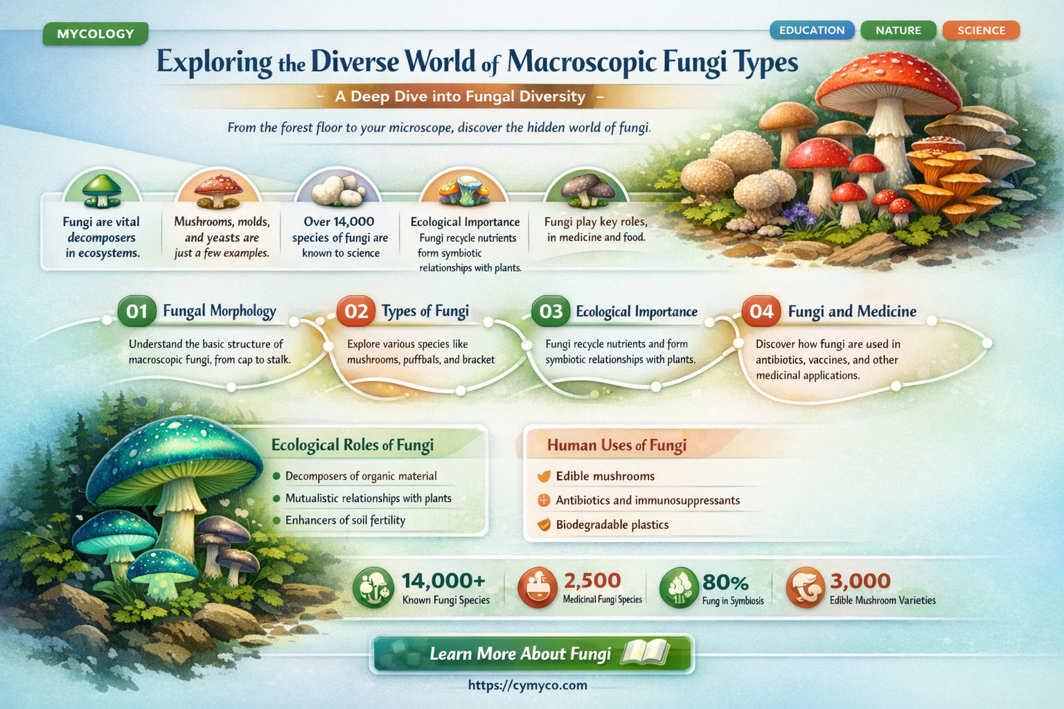 which of the following are types of macroscopic fungi