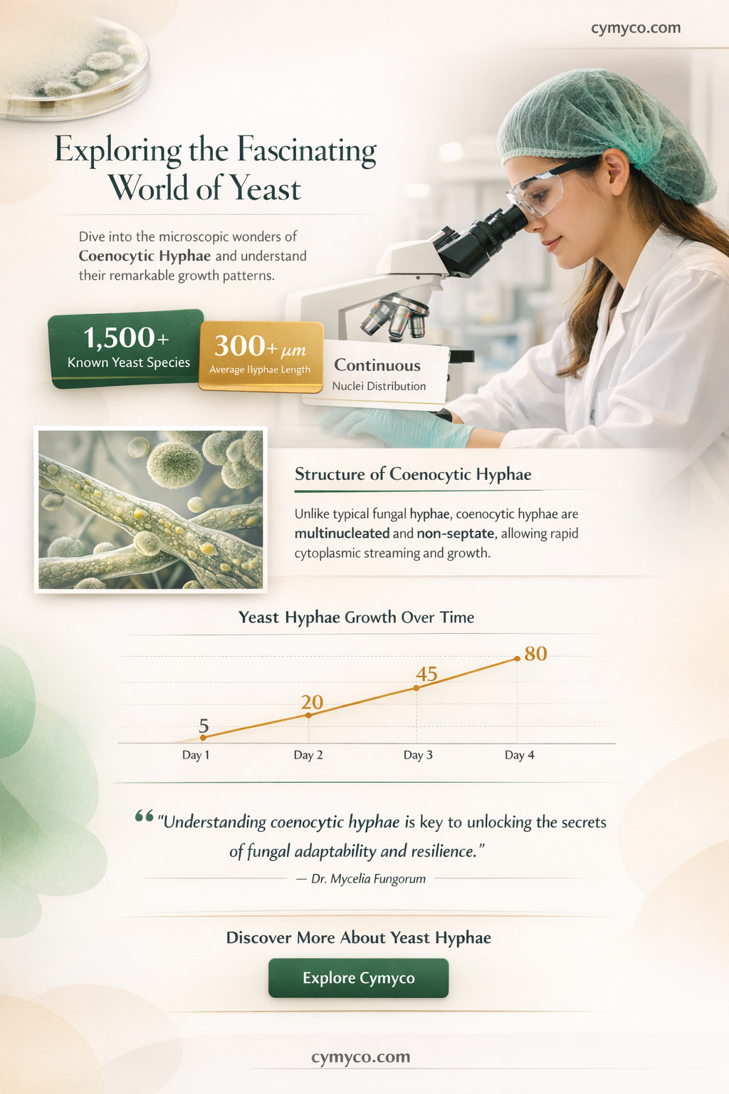 do yeast coenocytic hyphae