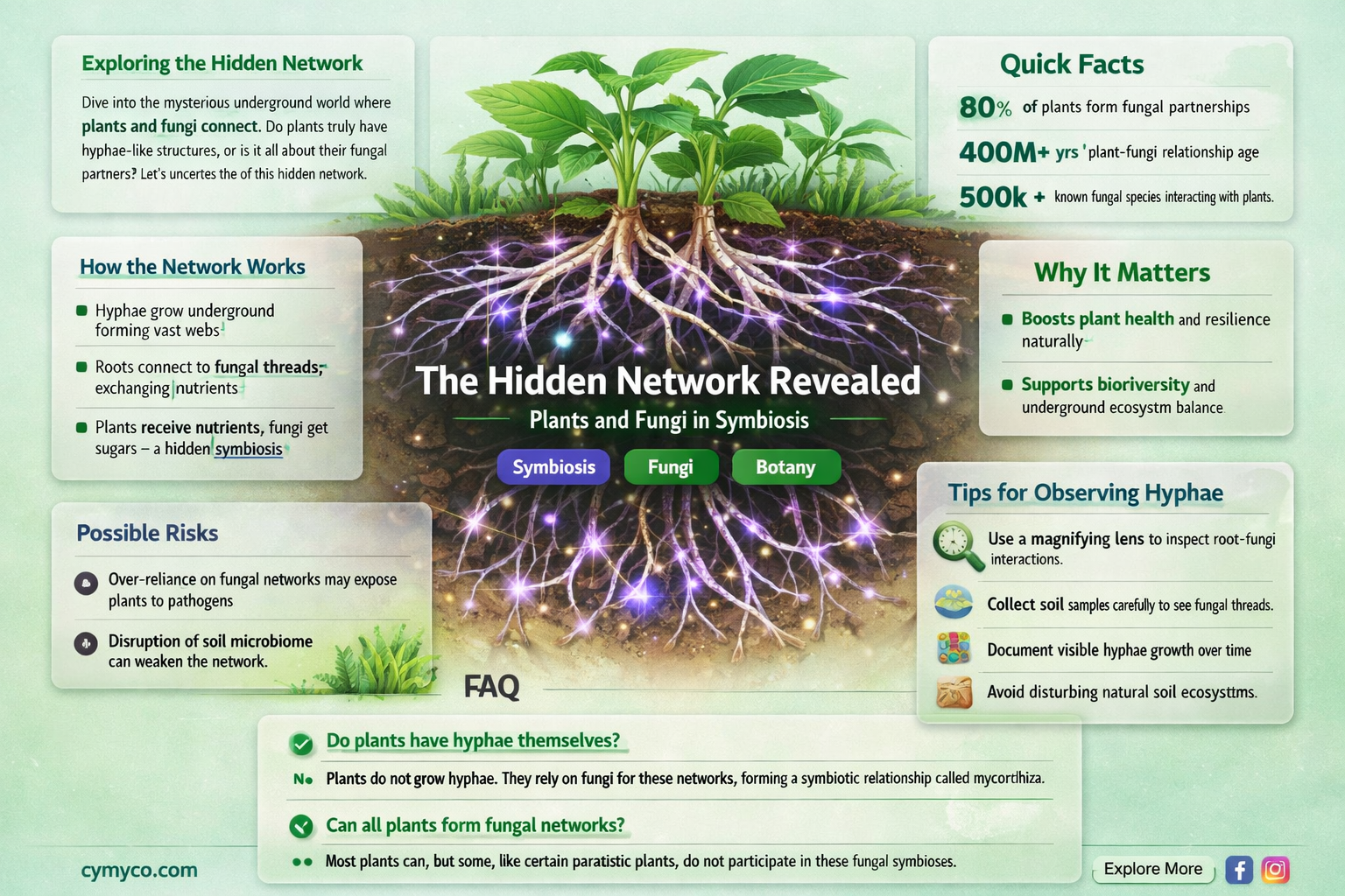 do plants have hyphae