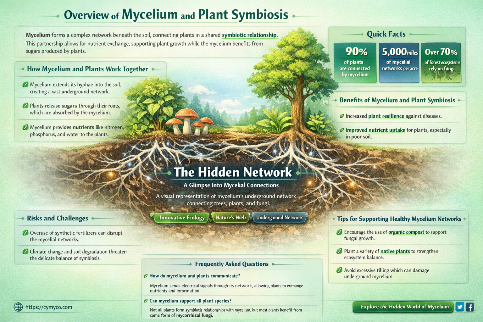 are plants made up of a mycelium of hyphae