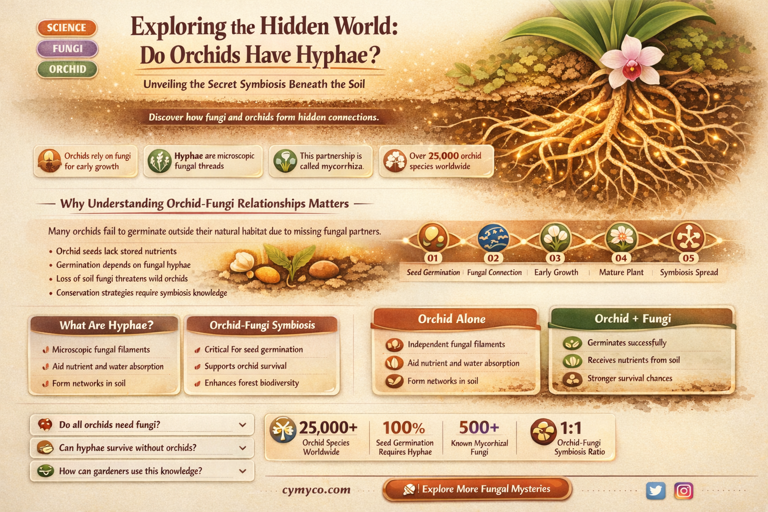 do orchids have hyphae