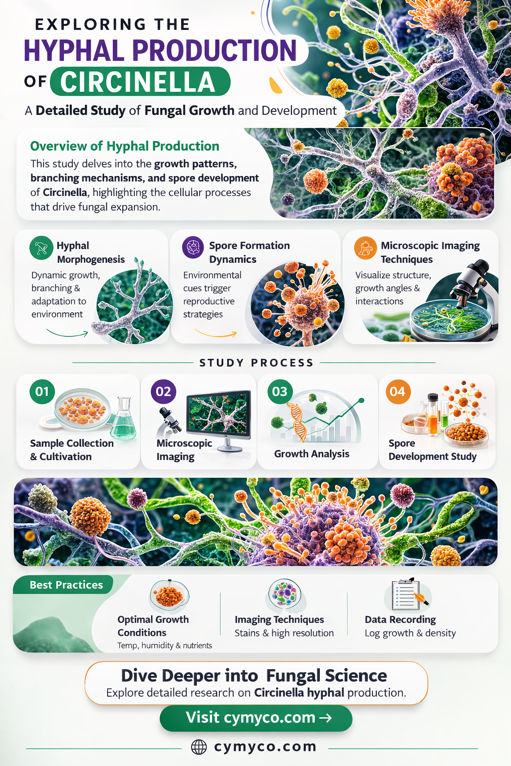 does circinella produce hyphae