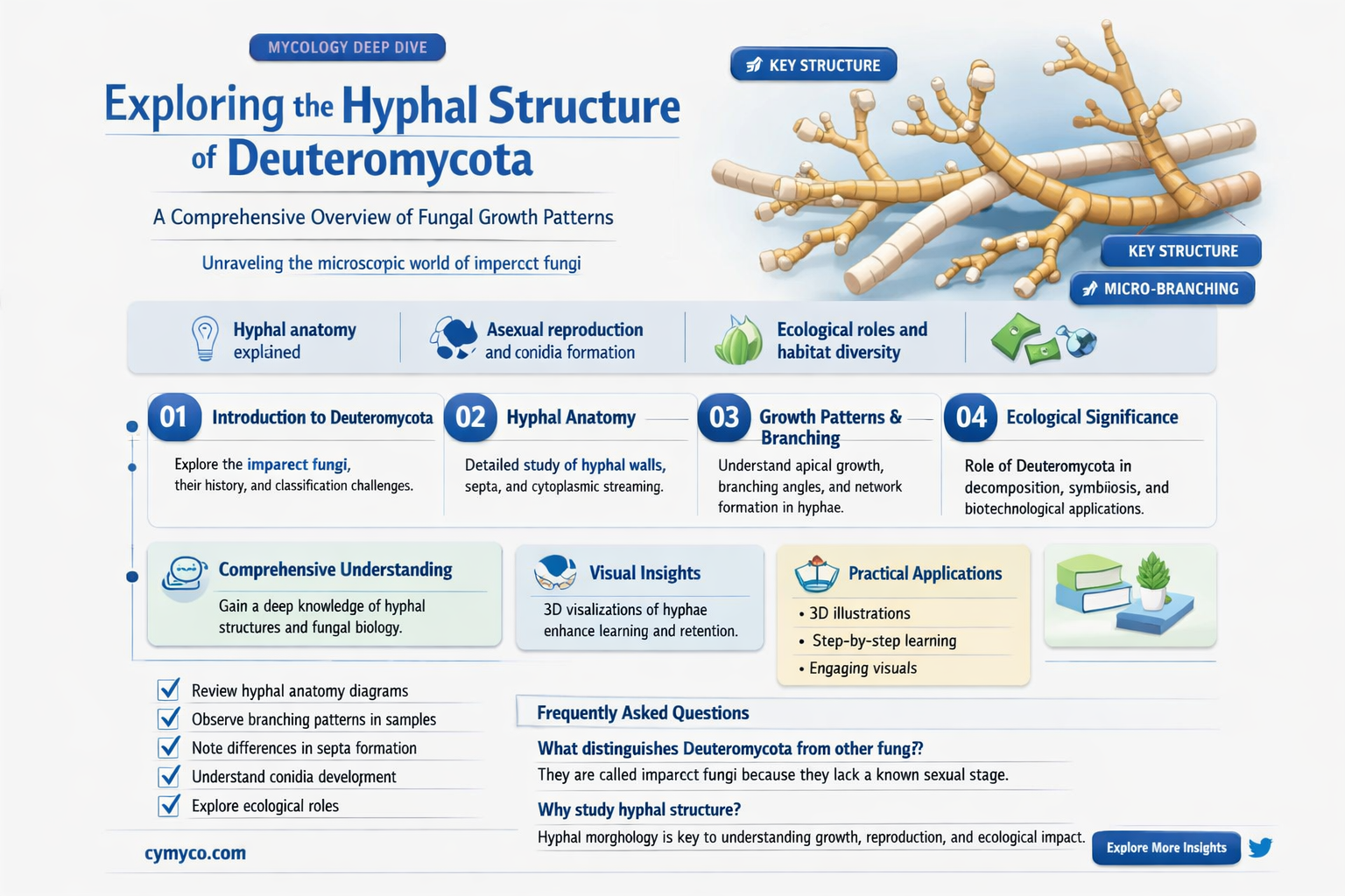 does deuteromycota have hyphae