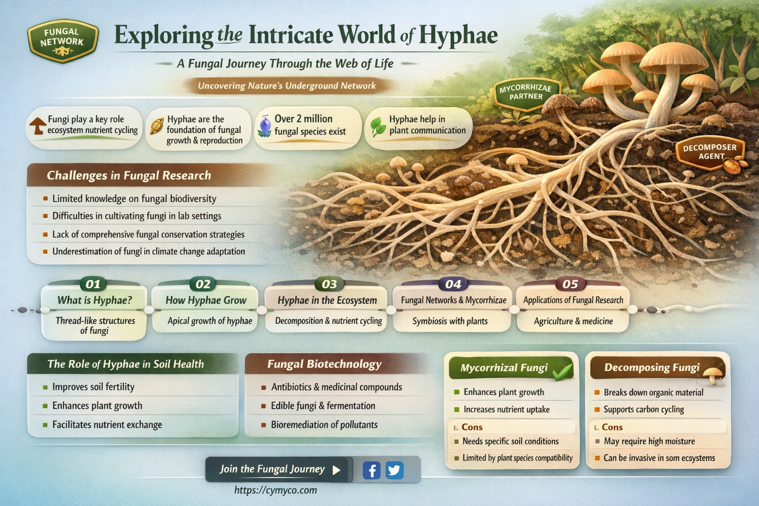 what is a hyphae