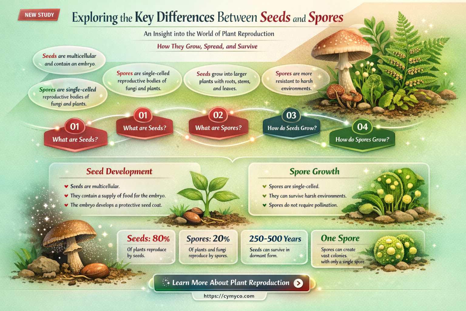 how are seeds different from spores