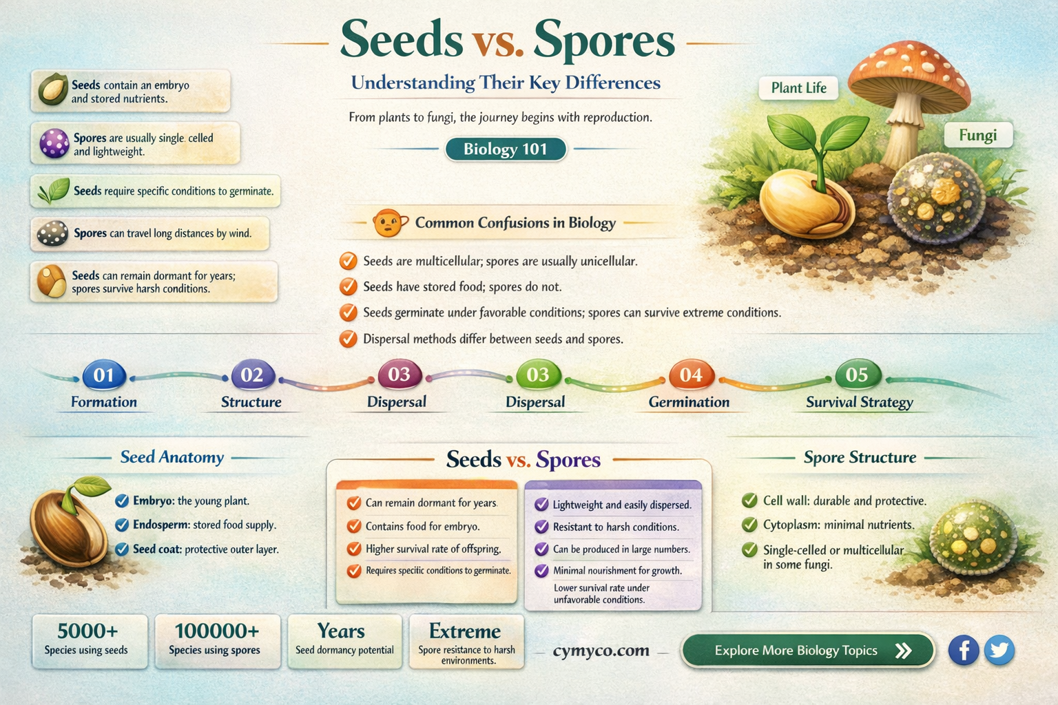 how is a seed different from a spore