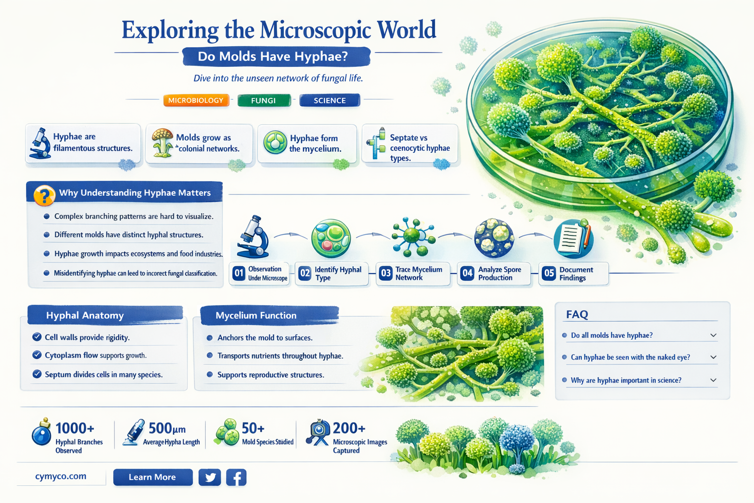does mold have hypha