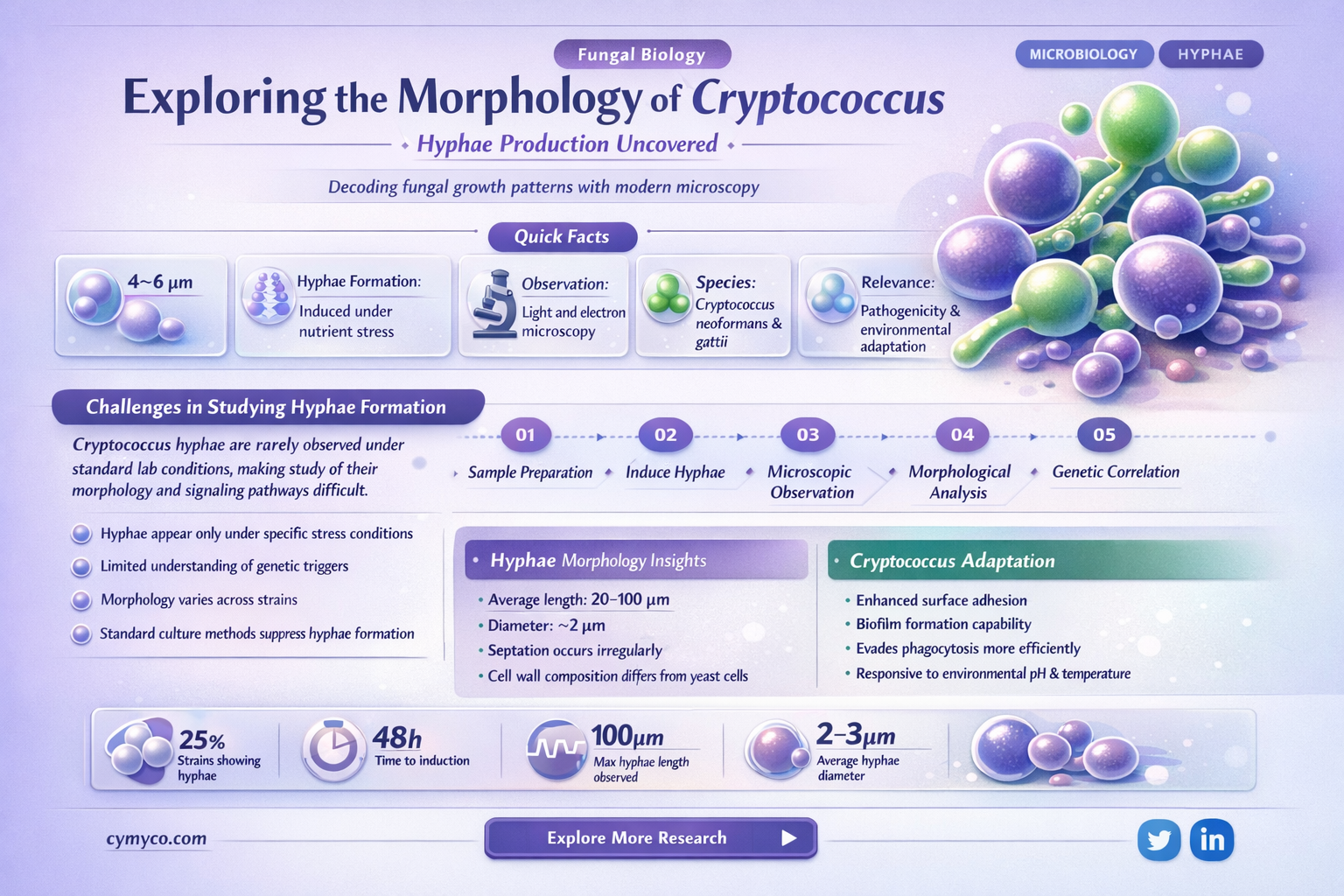 does cryptococcus produce hyphae