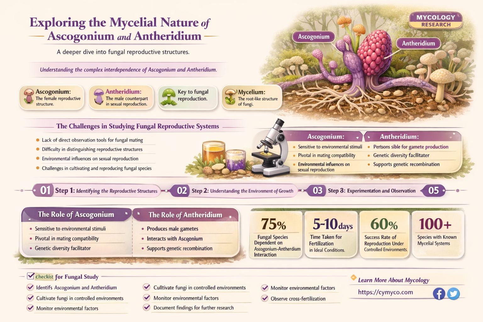 are ascogonium and antheridium mycelium