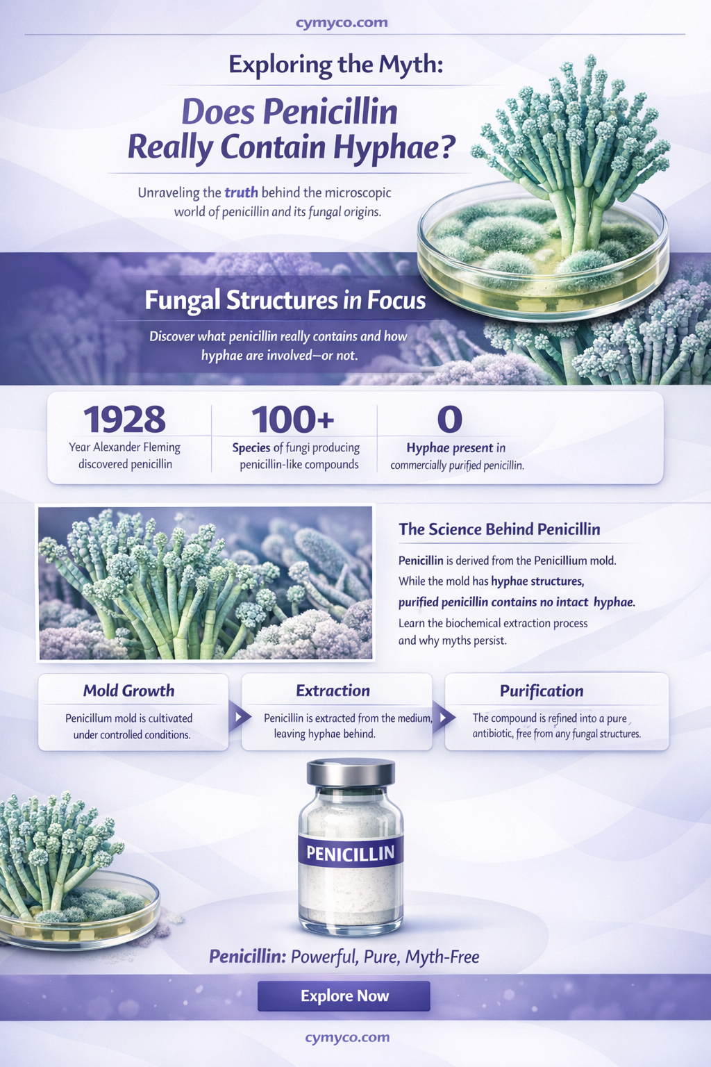 does penicillin have hyphae