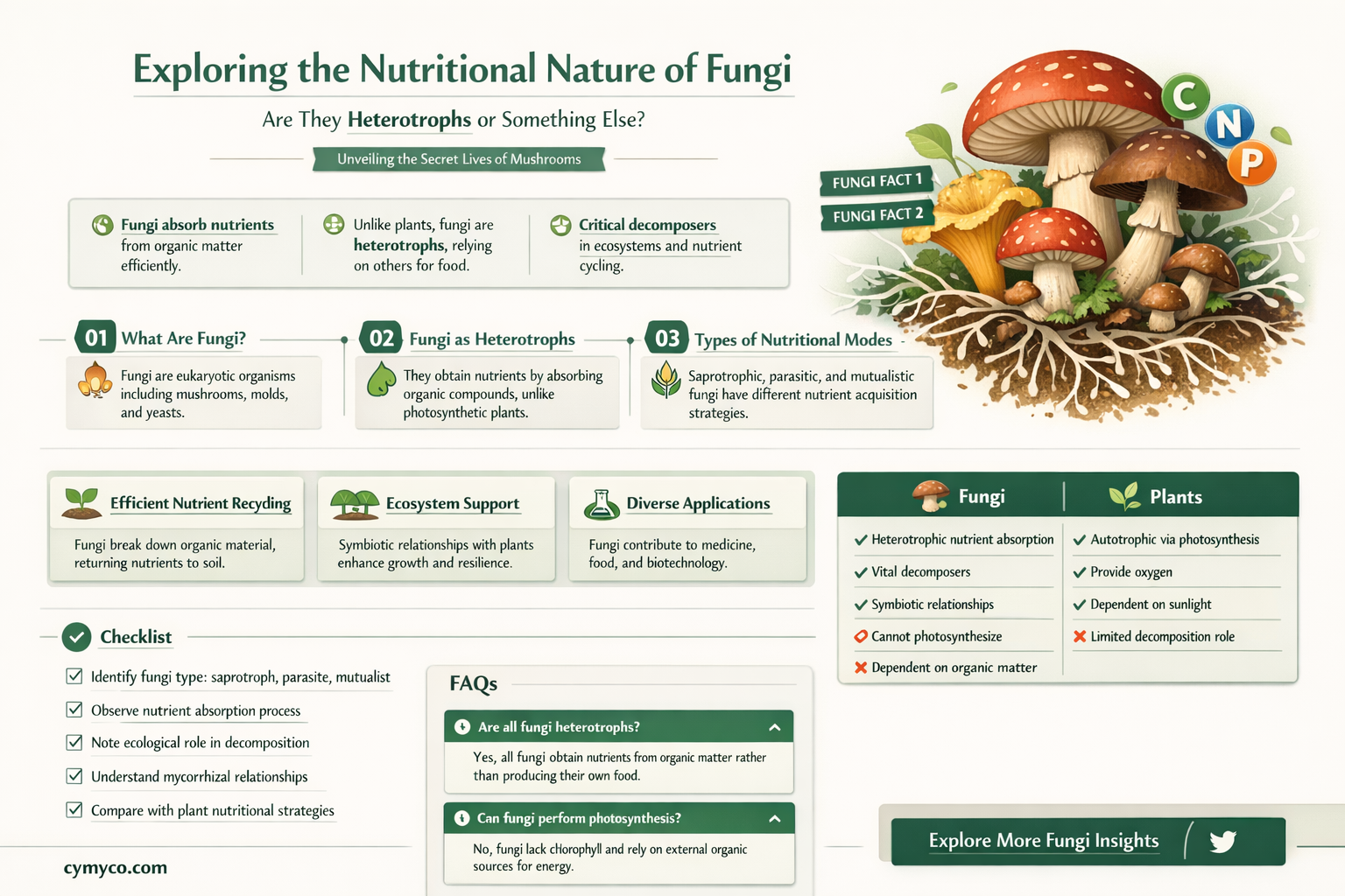 is fungi a heterotroph