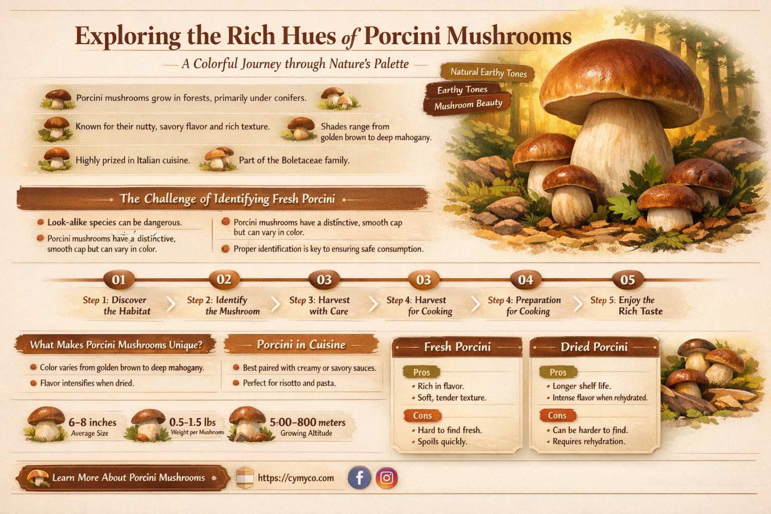 what color is porcini