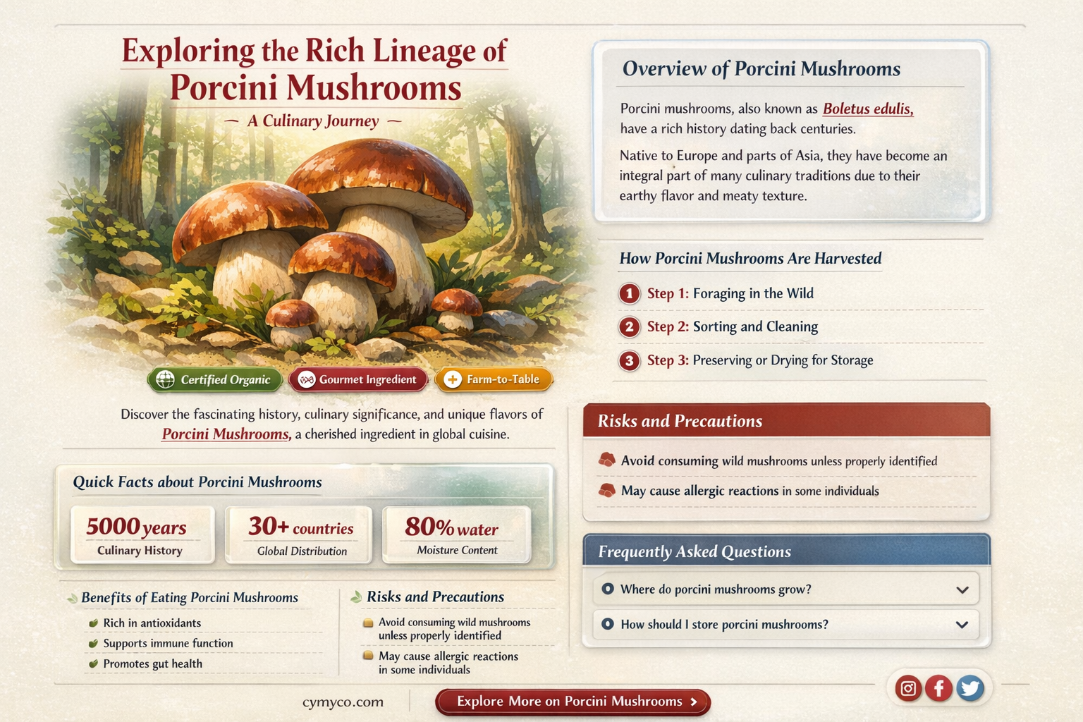 what class do porcini come from