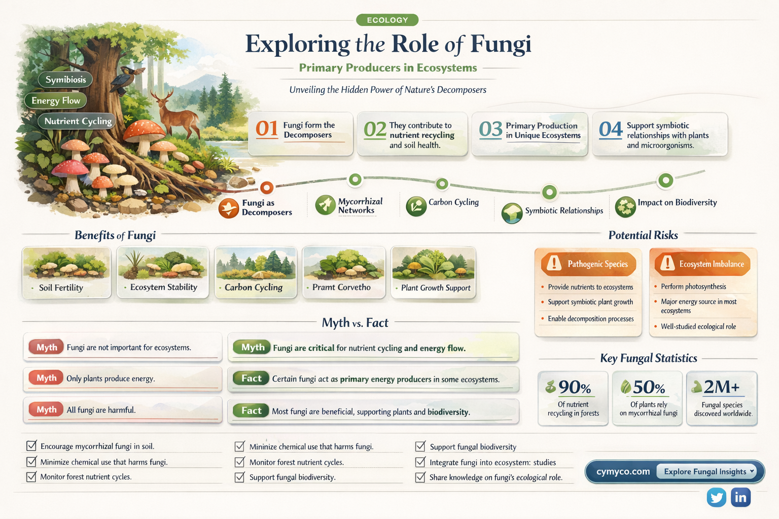 are fungi primary producers
