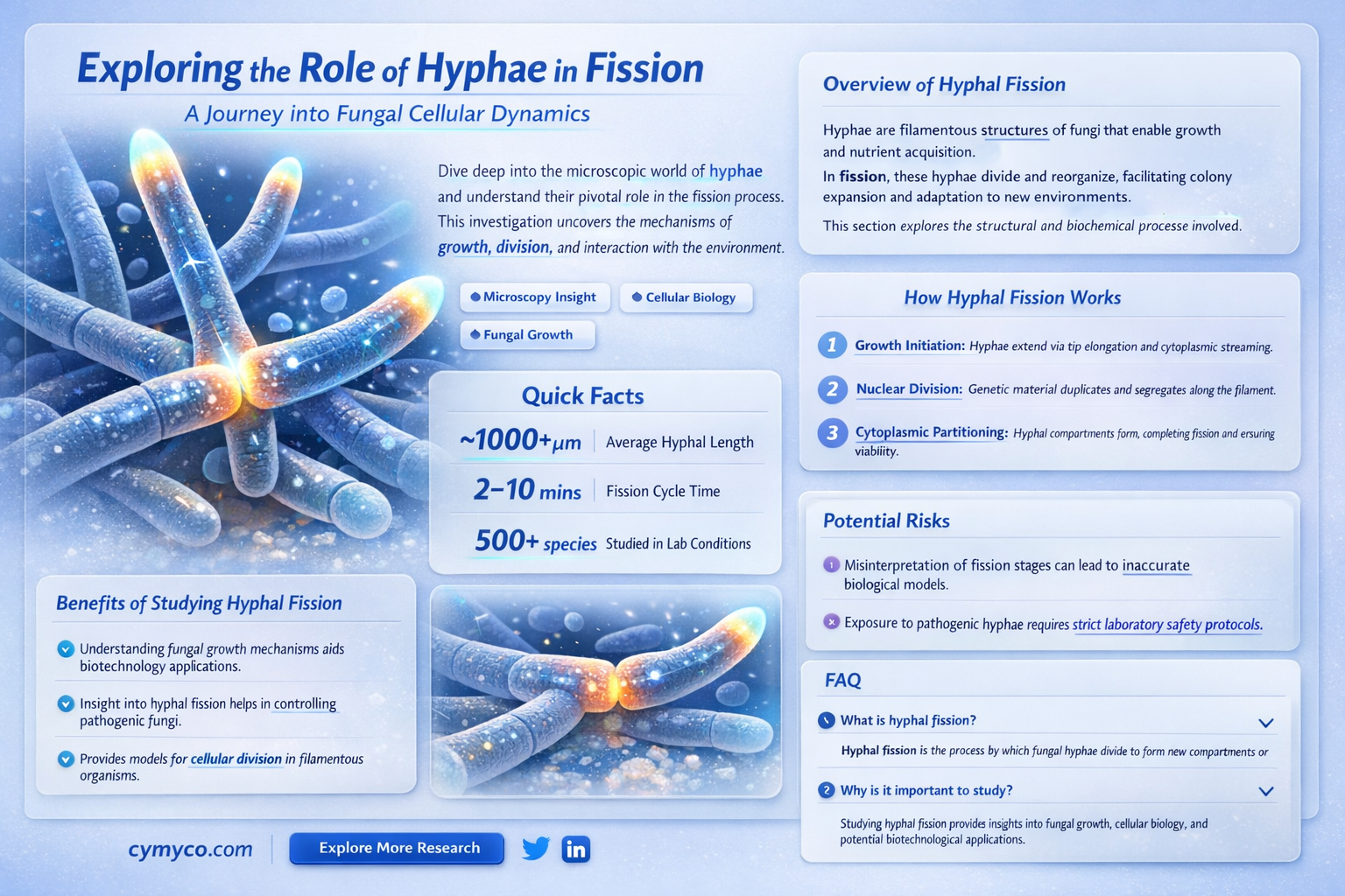 does fission require hyphae