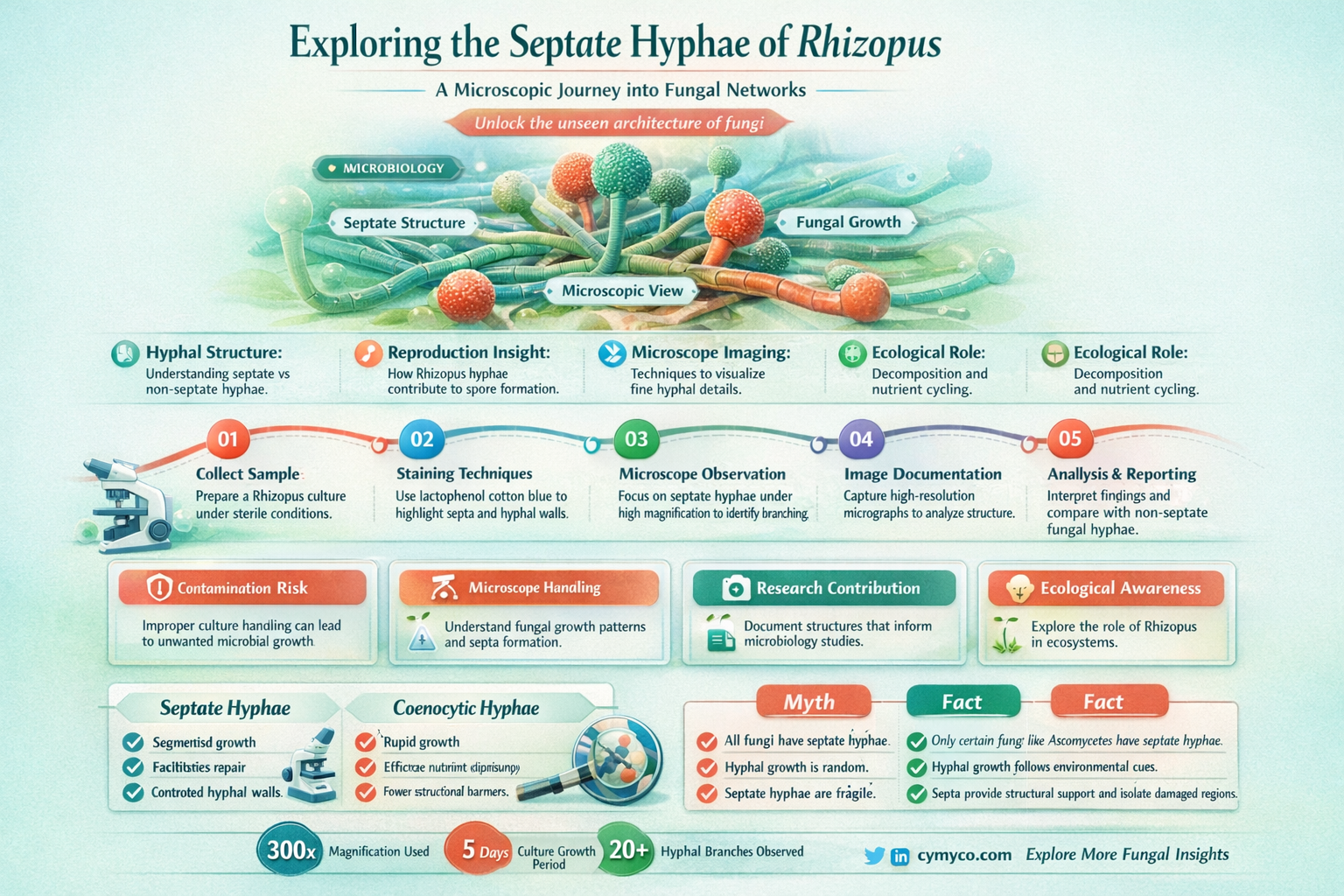 does rhizopus have clear septate hyphae