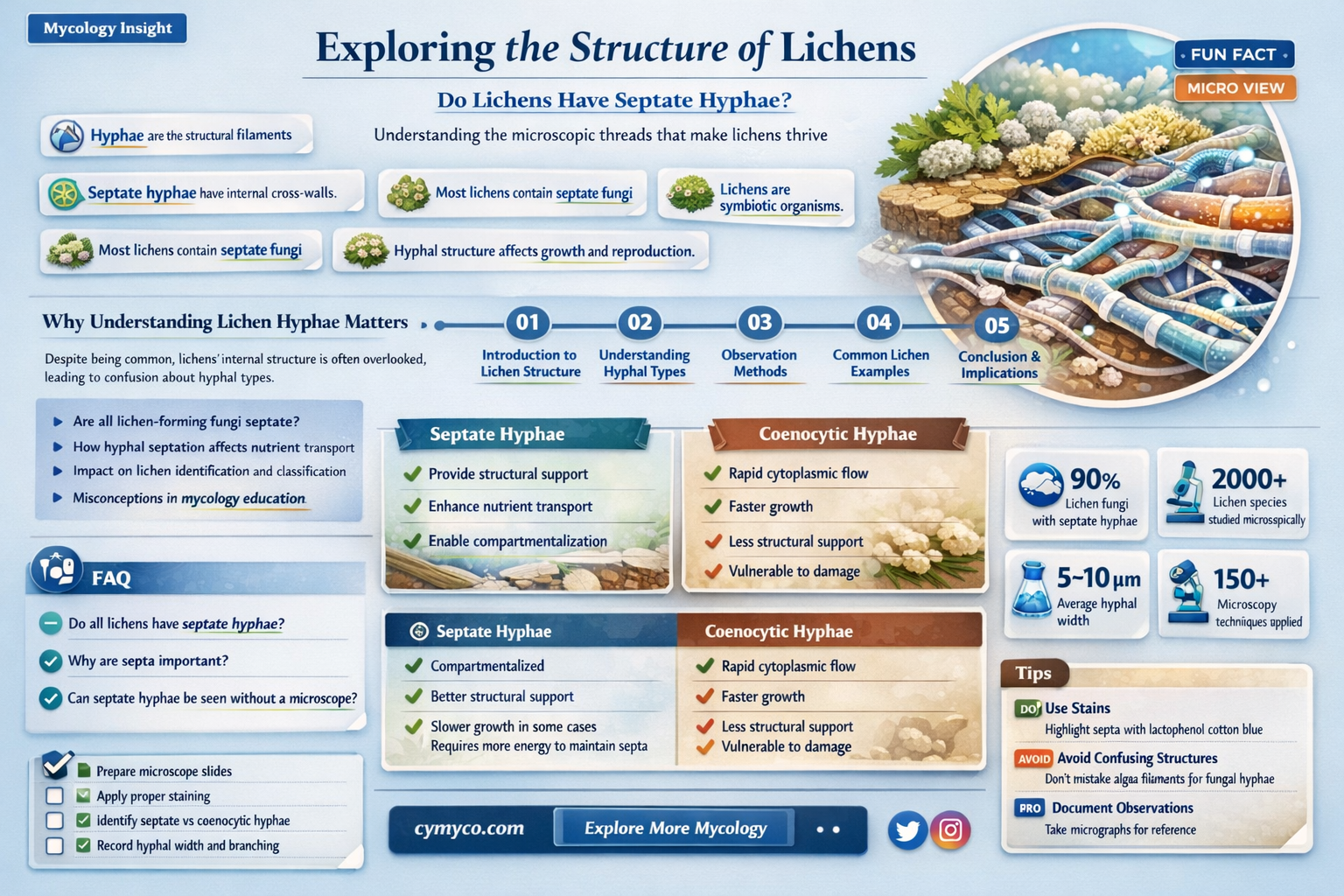 do lichens have septate hyphae