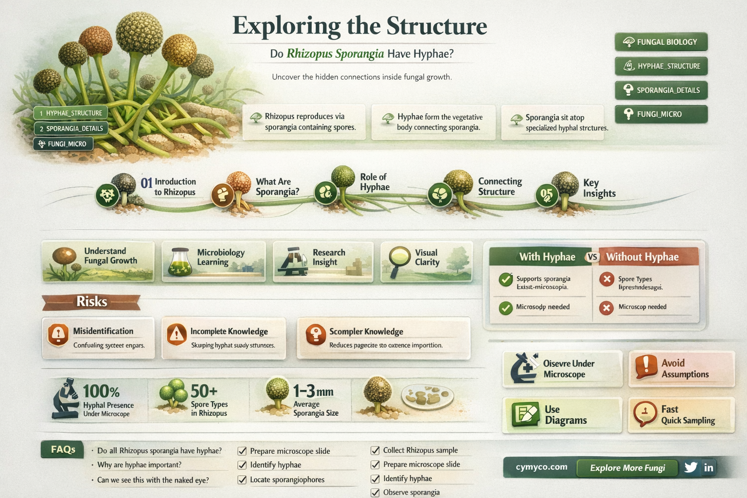 does rhizopus sporangia have hyphae