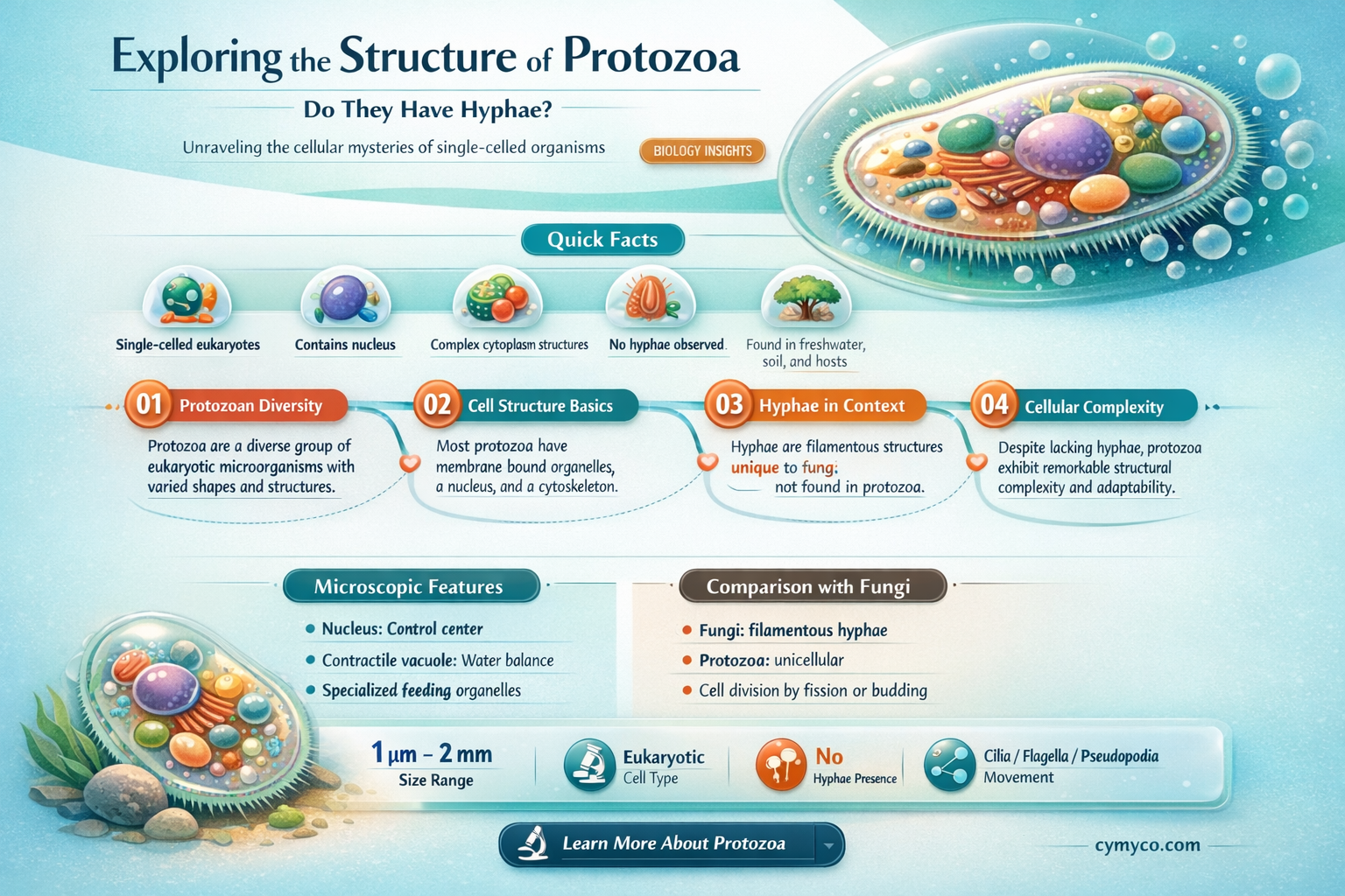 do protozoa have hyphae