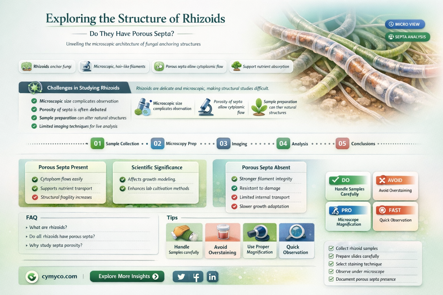 do rhizoids have hyphae with porous septa