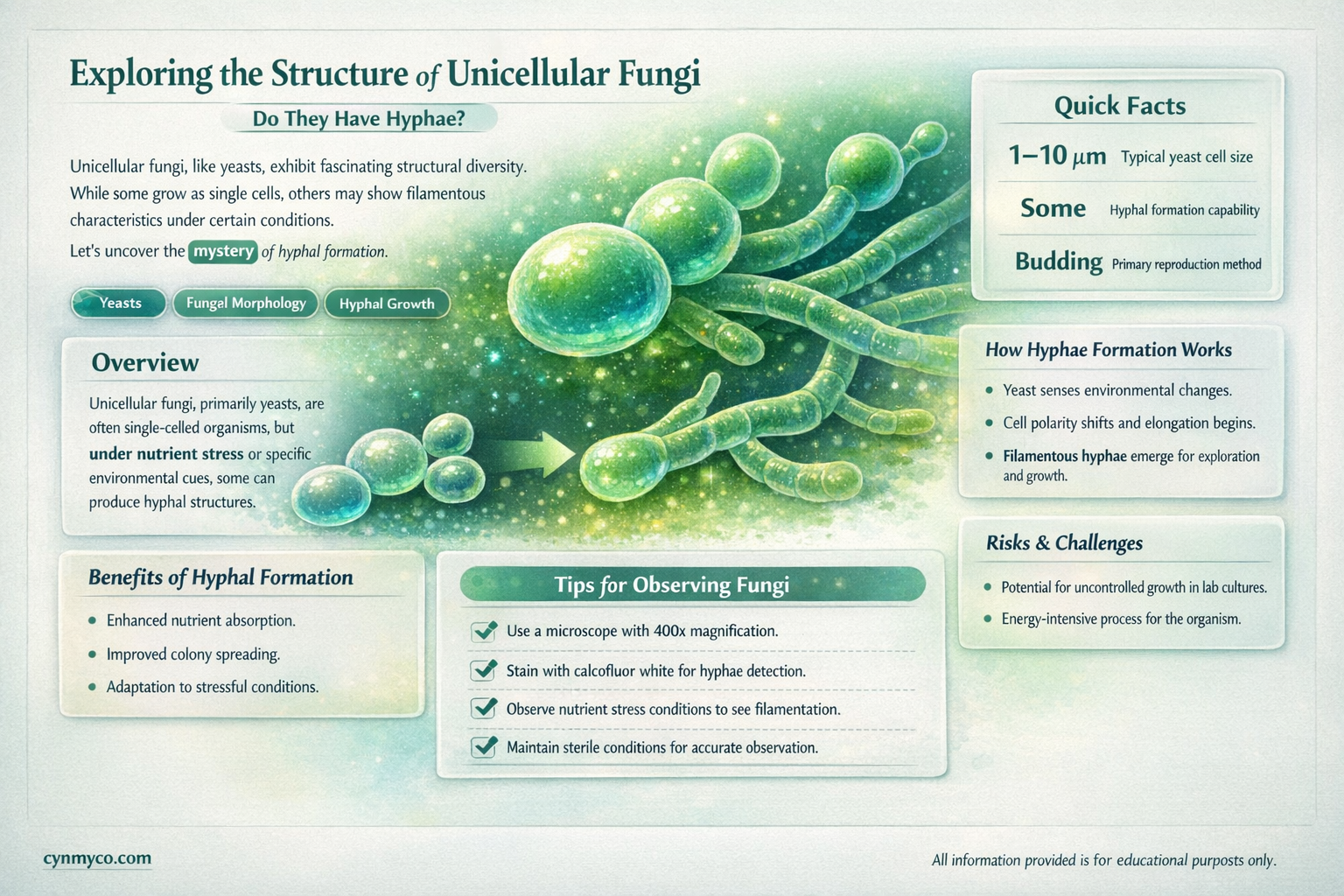 do unicellular fungi have hyphae