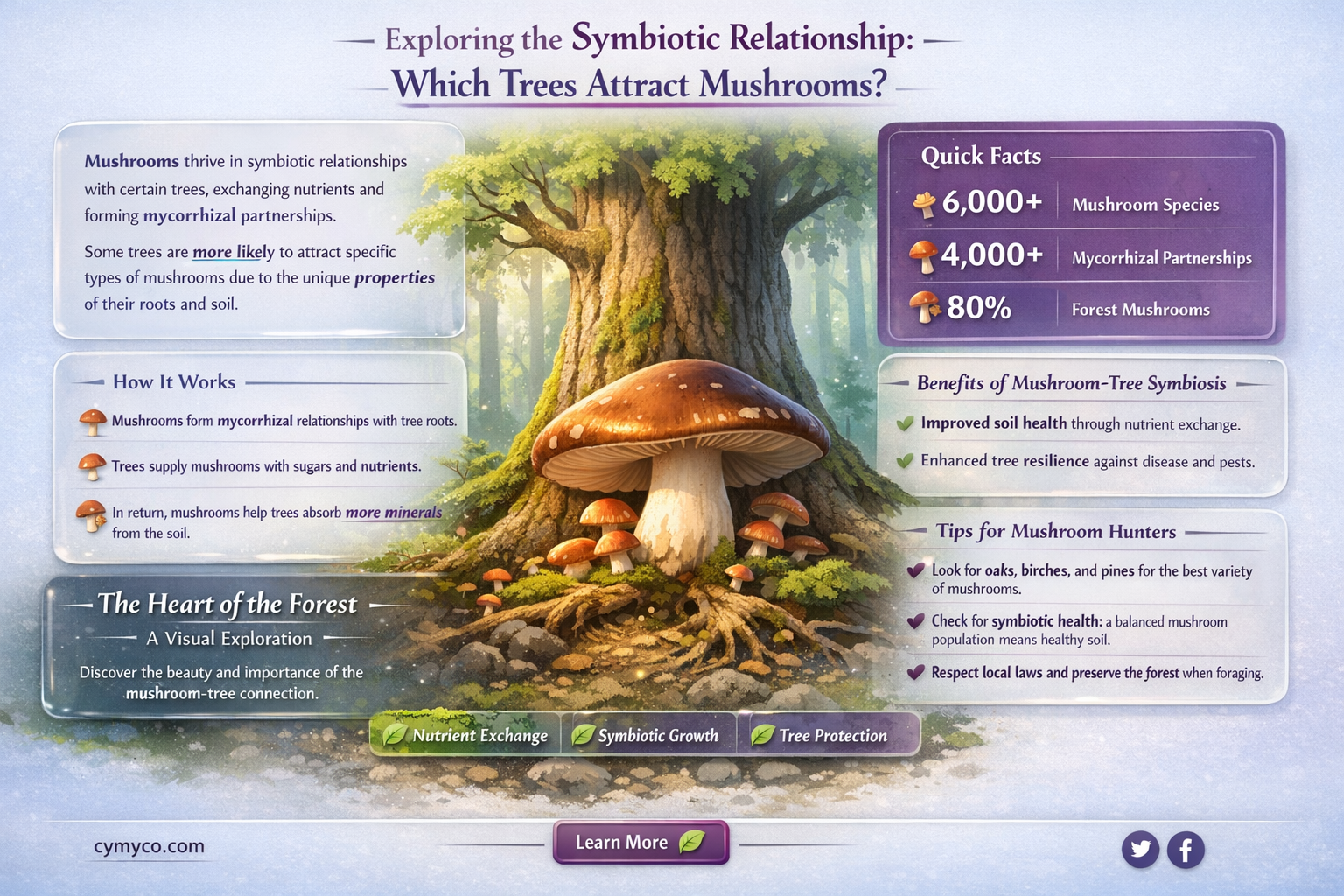 what type of trees does mushrooms like