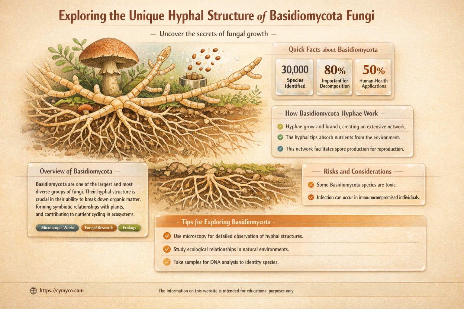 do basidiomycota have coenocytic hyphae