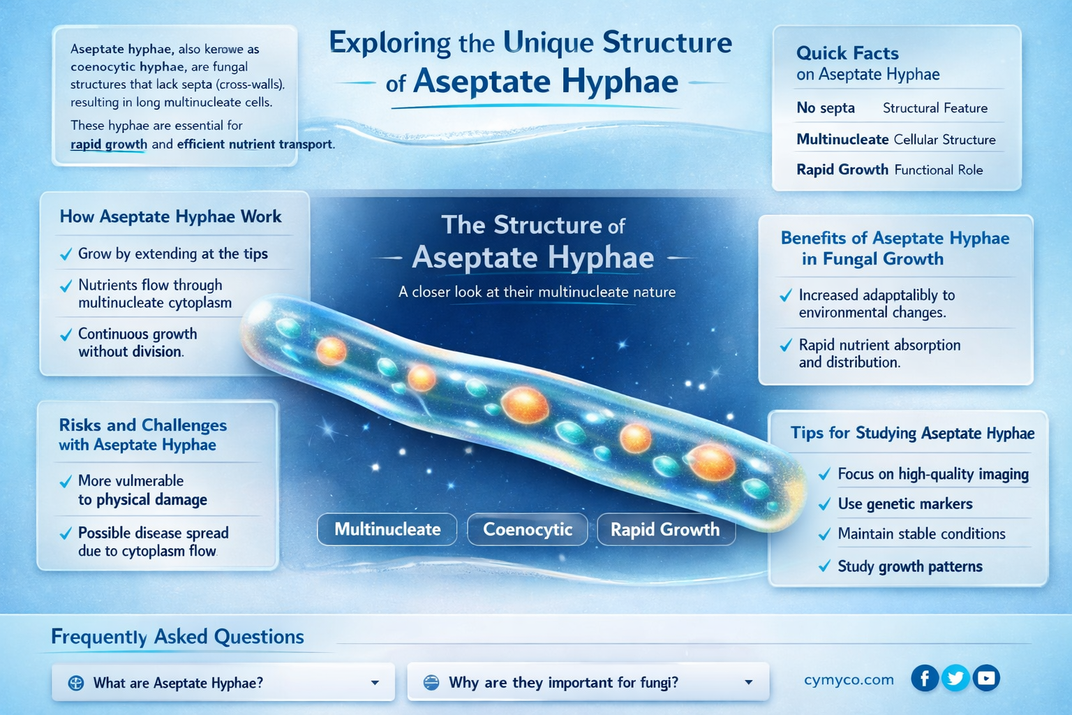 do aseptate hyphae lack cross walls