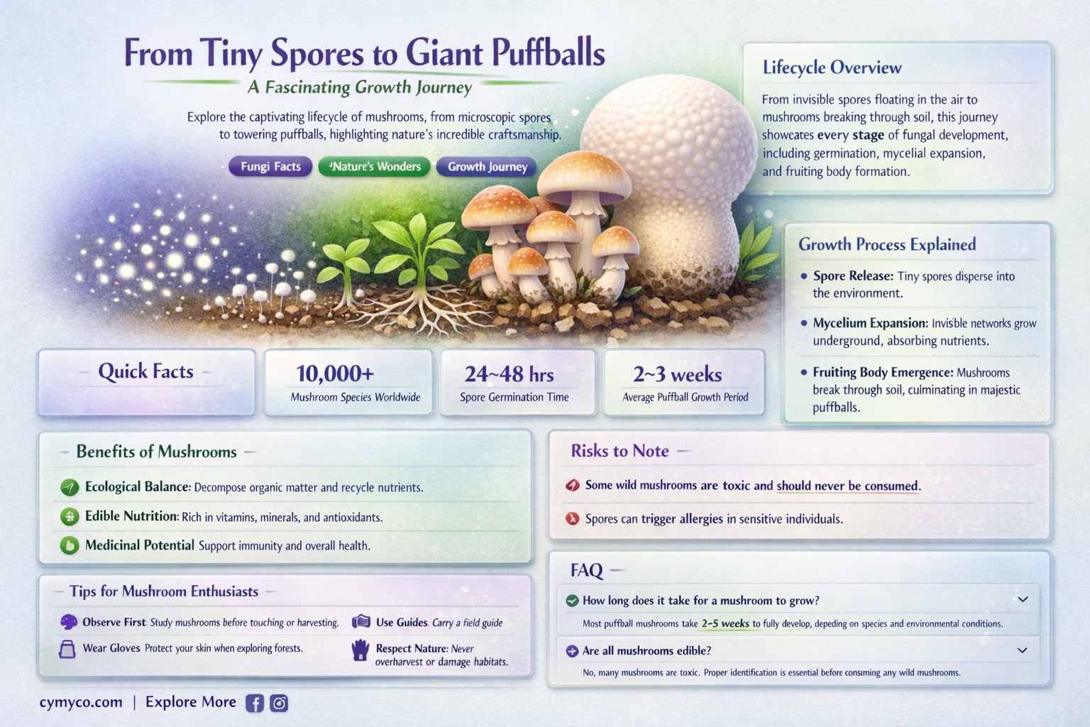 how fast do giant puffball mushrooms grow