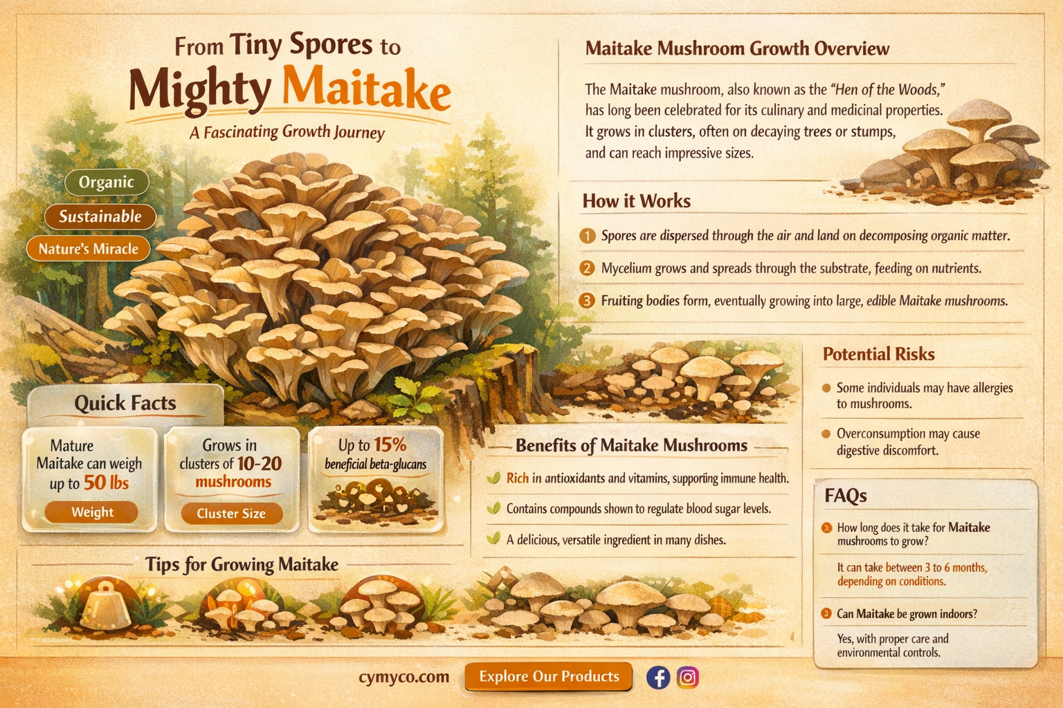 how fast does maitake grow