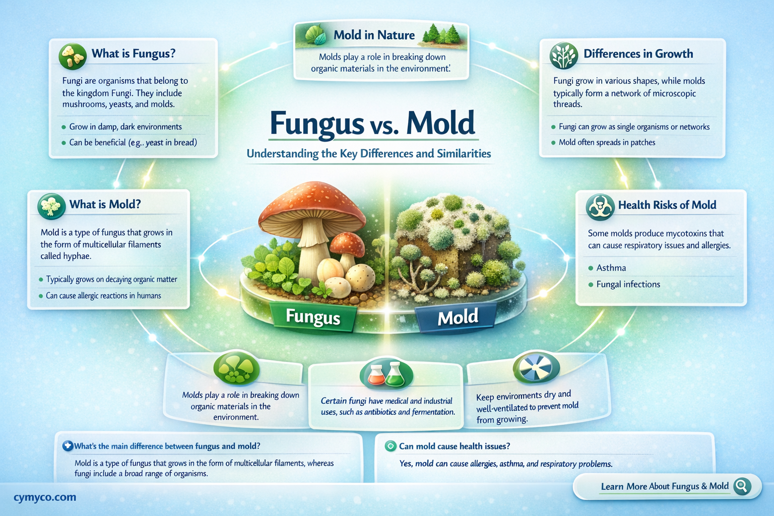 what is the difference between a fungus and a mold