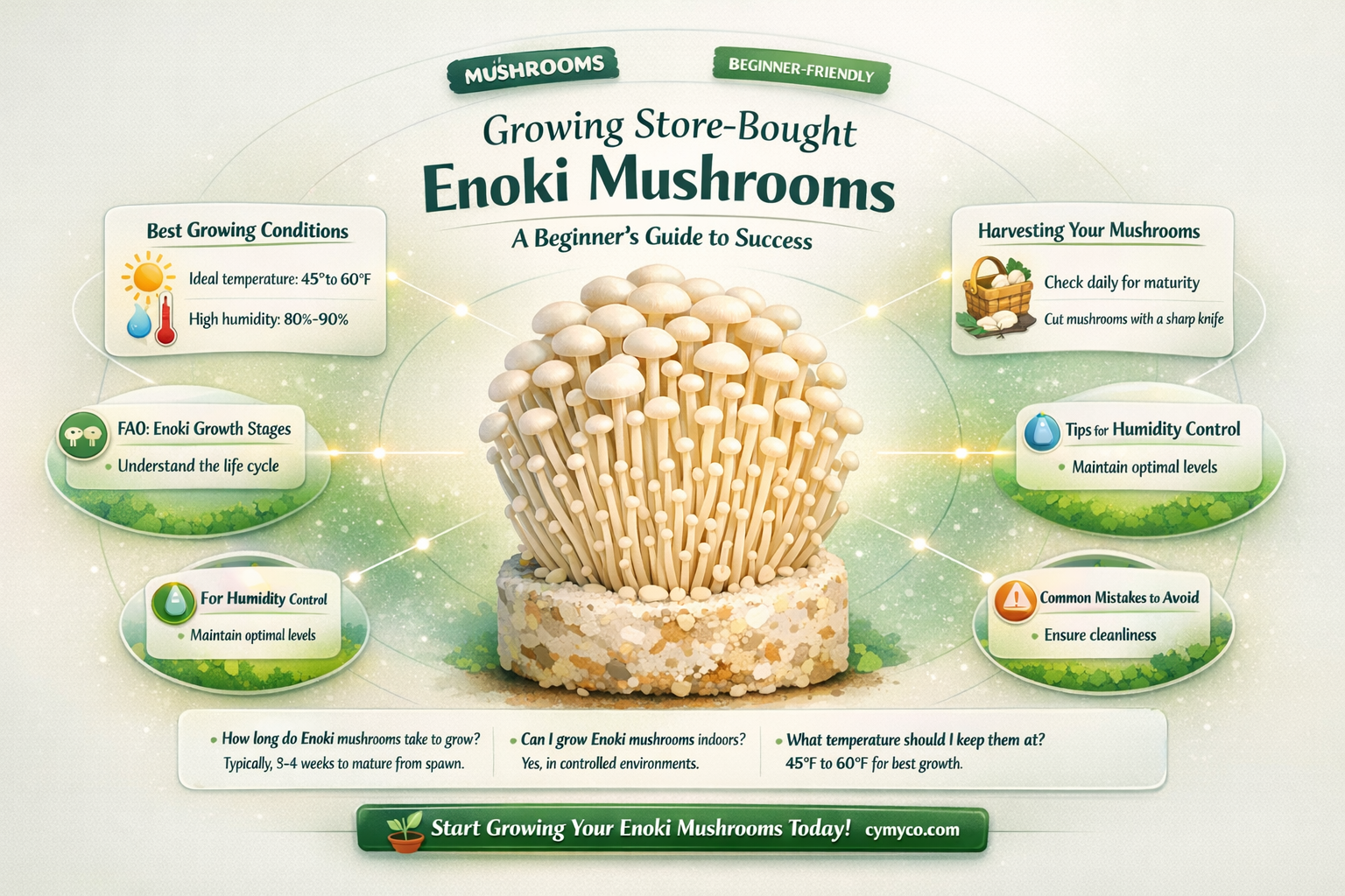 can i grow storebought enoki mushrooms