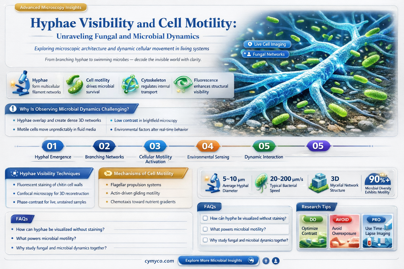 are hyphae apparent are the cells motile