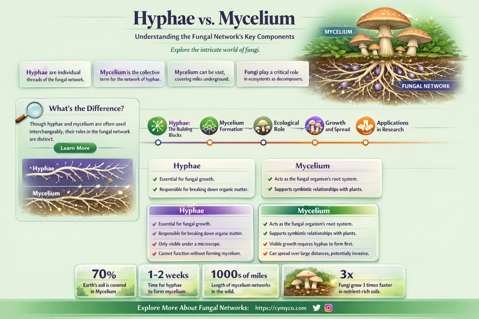 what is the difference between hyphae and mycelium