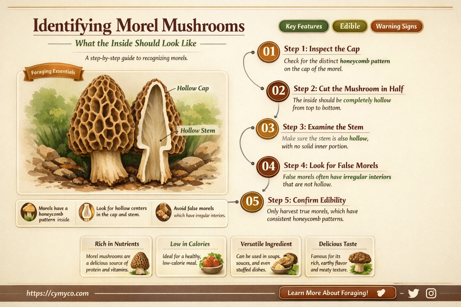 what should the inside of a morel mushroom look like
