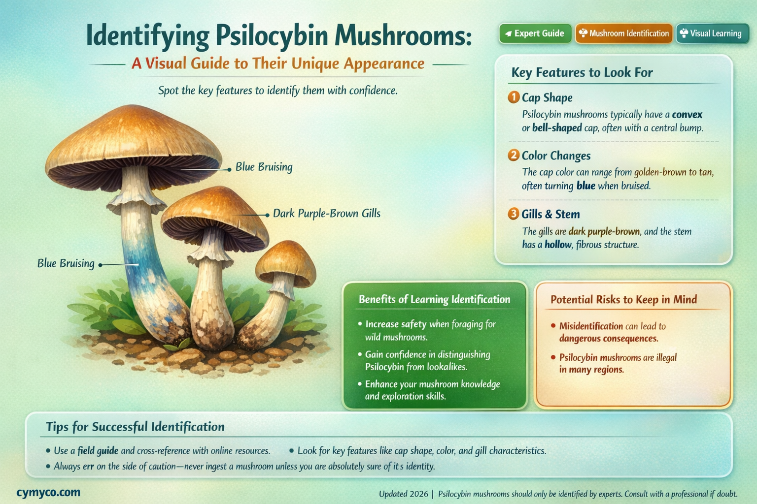 what to psilocyben mushrooms look like