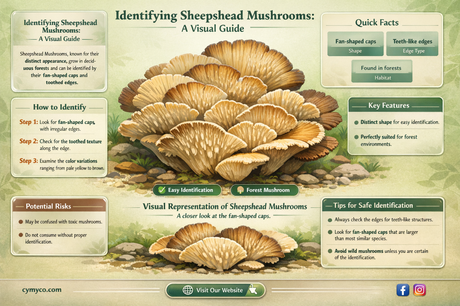 what does a sheepshead mushroom look like