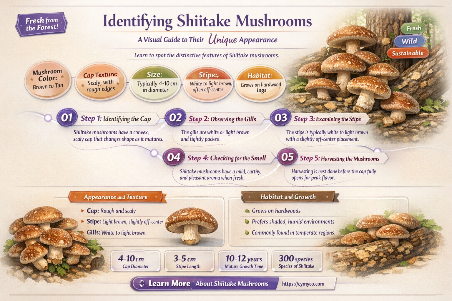 what does shiitake mushrooms look like
