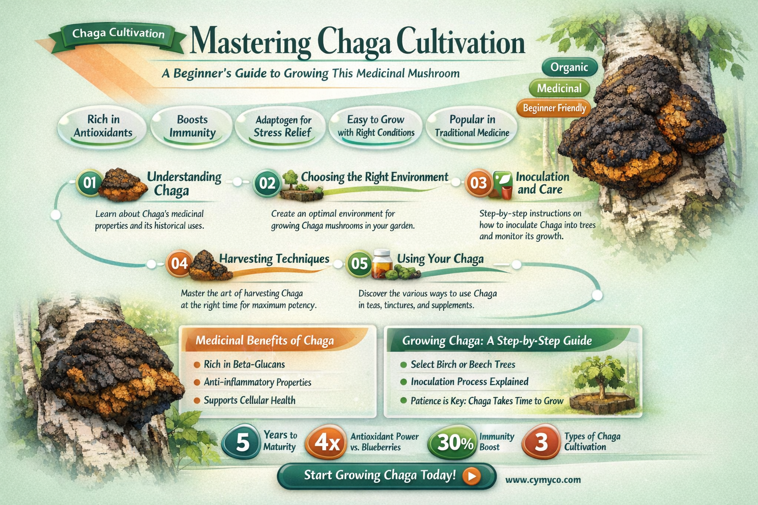 how to grow chaga mushroom