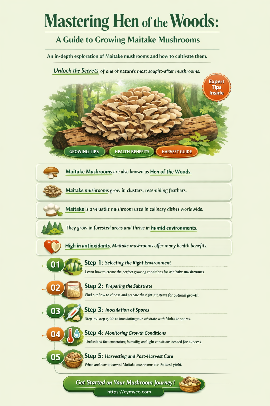 how to grow hen of the woods mushrooms