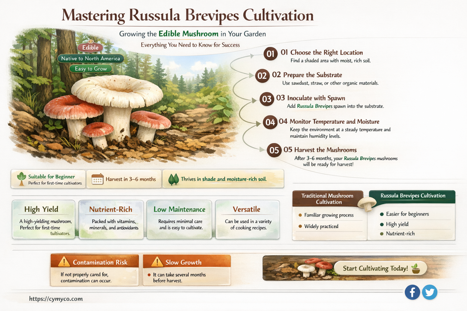 how to grow russula brevipes